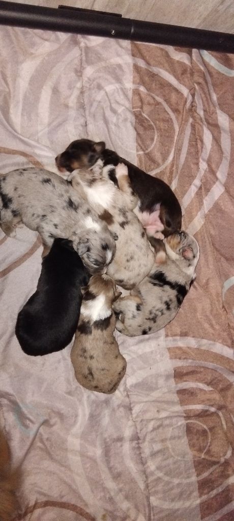 Chiot à réserver 