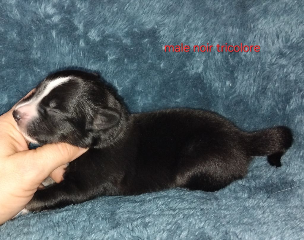 Kelly Couture - Chiots disponibles - Berger Américain Miniature 