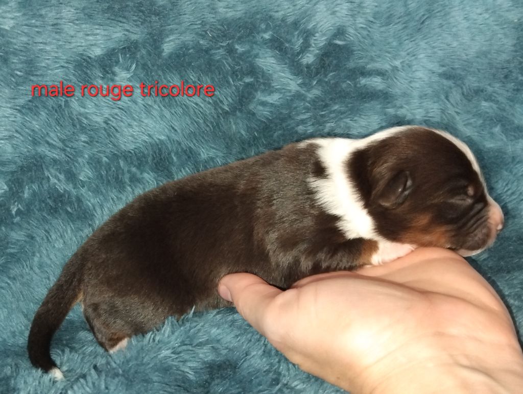 Kelly Couture - Chiots disponibles - Berger Américain Miniature 