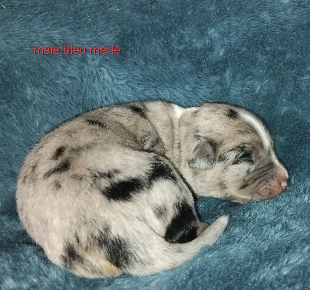 Kelly Couture - Chiots disponibles - Berger Américain Miniature 