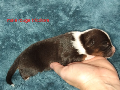 CHIOT 1