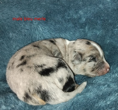 CHIOT 5