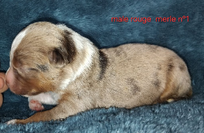 CHIOT 4