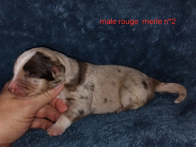 CHIOT 3