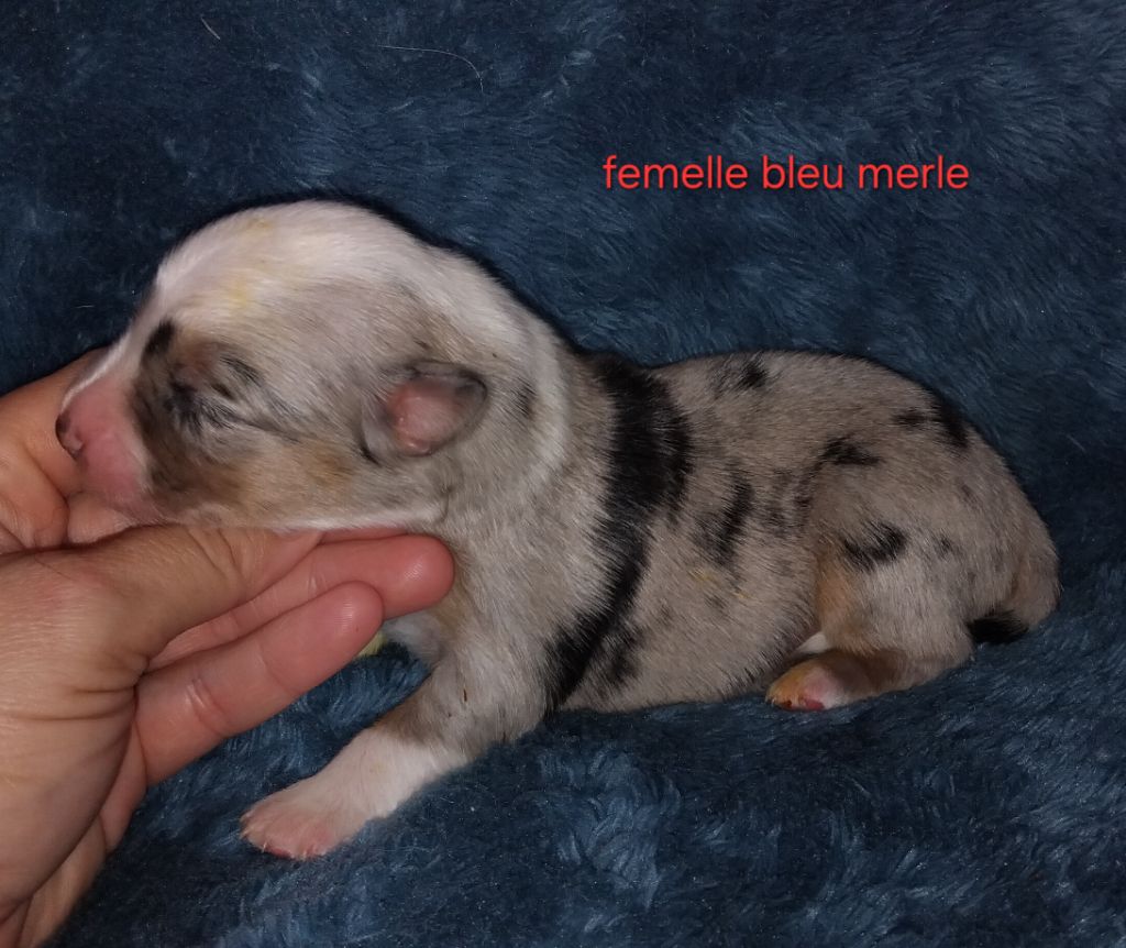 Kelly Couture - Chiots disponibles - Berger Américain Miniature 