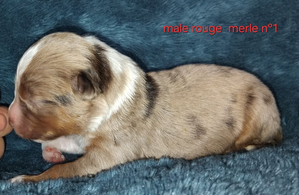 Kelly Couture - Chiots disponibles - Berger Américain Miniature 