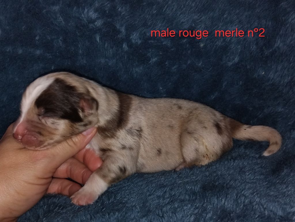 Kelly Couture - Chiots disponibles - Berger Américain Miniature 